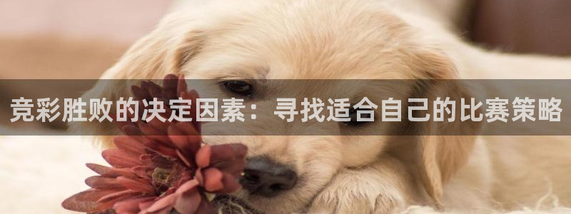  意昂平台登录入口2025：竞彩胜败的决定因素：寻找适合自己的